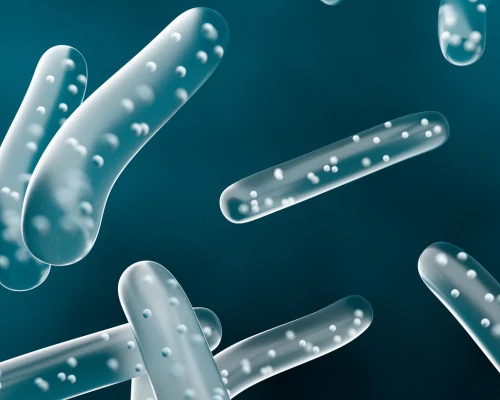 Az egyik legtöbbet kutatott baktériumtörzs: a Lactobacillus rhamnosus GG szerepe az emésztésben