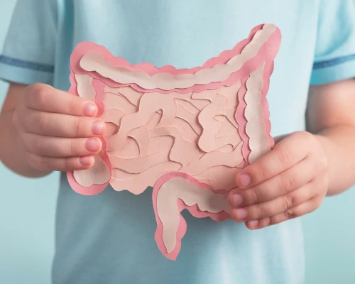 A Lactobacillus acidophilus szerepe a bélflóra egyensúlyában
